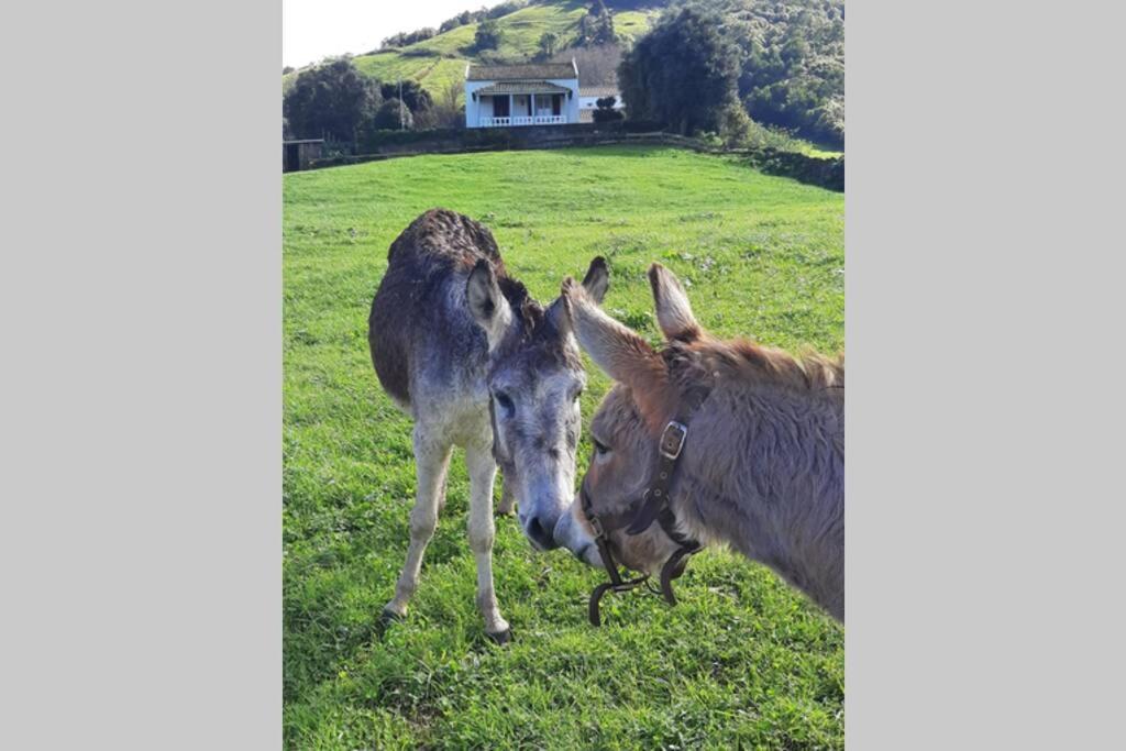 Casa Da Mediana Lejlighed Ribeira Grande Eksteriør billede
